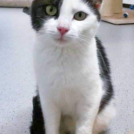 Kätzin Öhrchen / © 2015 Arche KaNaum (DN)