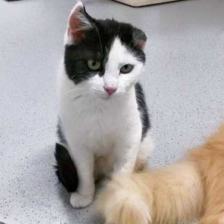 Kätzin Öhrchen / © 2015 Arche KaNaum (DN)