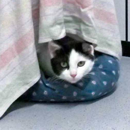 Kätzin Öhrchen / © 2015 Arche KaNaum (DN)