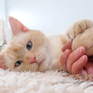 Kater Sam /  © 2015 Arche KaNaum (NH) Kater Sam / © 2015 Arche KaNaum (NH)