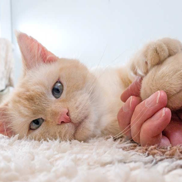 Kater Sam /  © 2015 Arche KaNaum (NH) Kater Sam / © 2015 Arche KaNaum (NH)