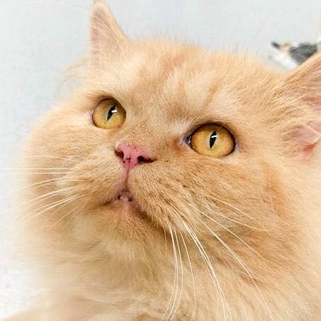 Kater Pascha / © 2015 Arche KaNaum (DN) Kater Pascha / © 2015 Arche KaNaum (DN)