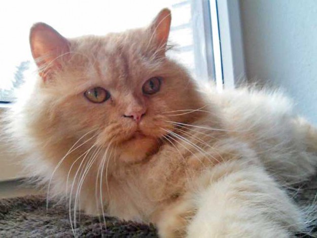 Kater Pascha im neuen Zuhause / © 2015 Privat
