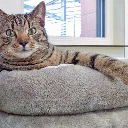 Kater Carlson / © 2016 Arche KaNaum (DN)