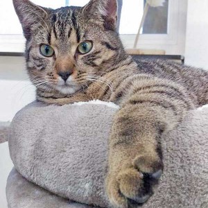 Kater Carlson / © 2016 Arche KaNaum (DN)