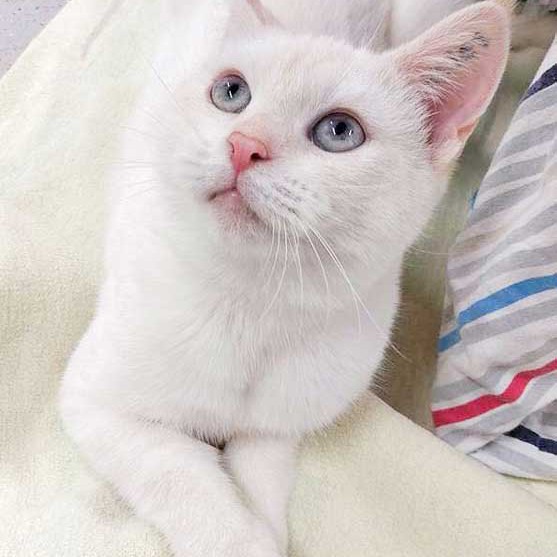 Kätzin Jana  / © 2016 Arche KaNaum (DN) Kätzin Jana / © 2016 Arche KaNaum (DN)