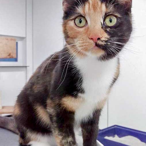 Kätzin Maja / © 2016 Arche KaNaum (DN)