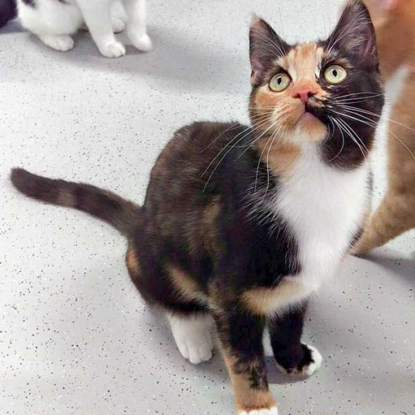 Kätzin Maja / © 2016 Arche KaNaum (DN)