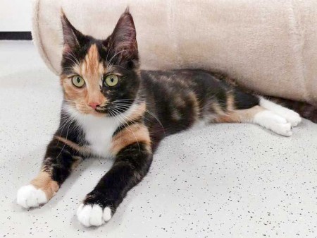 Kätzin Maja / © 2016 Arche KaNaum (DN)