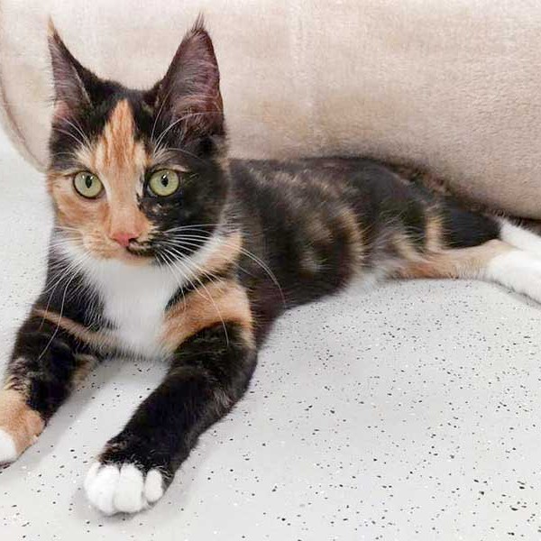 Kätzin Maja / © 2016 Arche KaNaum (DN)