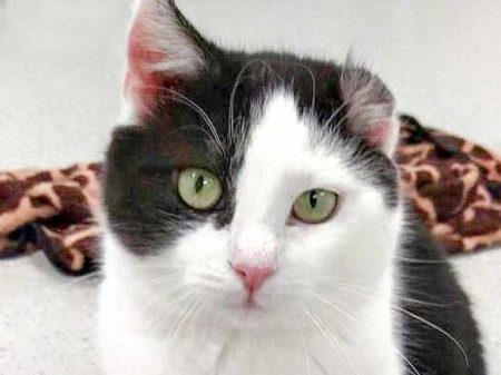 Kätzin Öhrchen / © 2016 Arche KaNaum (DN)