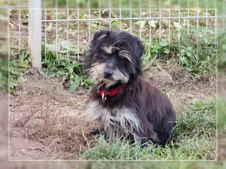 Hundin Rosi / © 2016 Tierheim Bad Wildungen