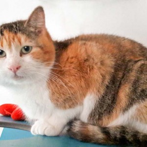 Kätzin Mary  / © 2016 Arche KaNaum (DN) Kätzin Mary / © 2016 Arche KaNaum (DN)