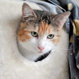 Kätzin Mary  / © 2016 Arche KaNaum (DN) Kätzin Mary / © 2016 Arche KaNaum (DN)