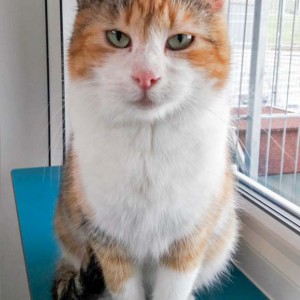 Kätzin Mary  / © 2016 Arche KaNaum (DN) Kätzin Mary / © 2016 Arche KaNaum (DN)