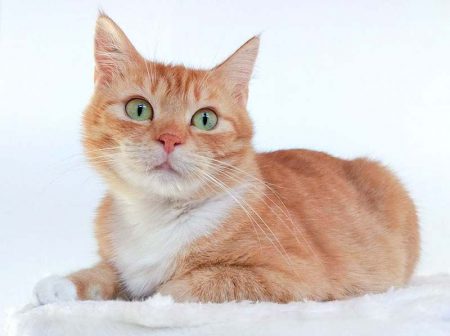 Kätzin Else / © 2016 Arche KaNaum (DN)