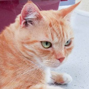 Kätzin Else / © 2016 Arche KaNaum (DN) Kätzin Else / © 2016 Arche KaNaum (DN)