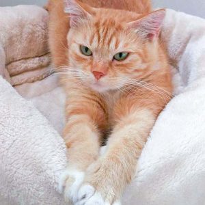 Kätzin Else / © 2016 Arche KaNaum (DN) Kätzin Else / © 2016 Arche KaNaum (DN)