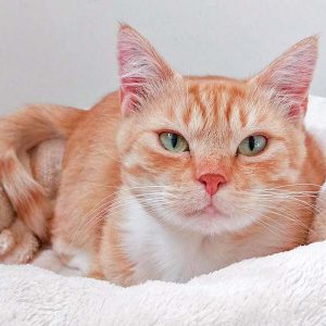 Kätzin Else / © 2016 Arche KaNaum (DN) Kätzin Else / © 2016 Arche KaNaum (DN)