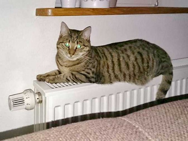 Kätzin Minu im neuen Zuhause / © 15.11.'15 Privat