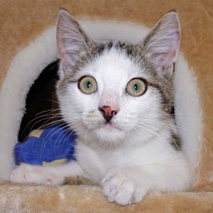 Kater Lino / © 2015 Arche KaNaum (NH) Kater Lino / © 2015 Arche KaNaum (NH)