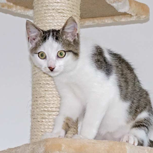 Kater Lino  / © 2015 Arche KaNaum (NH) Kater Lino / © 2015 Arche KaNaum (NH)