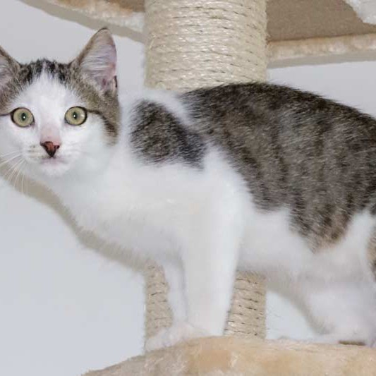 Kater Lino  / © 2015 Arche KaNaum (NH) Kater Lino / © 2015 Arche KaNaum (NH)