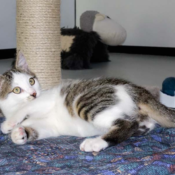 Kater Lino  / © 2015 Arche KaNaum (NH) Kater Lino / © 2015 Arche KaNaum (NH)