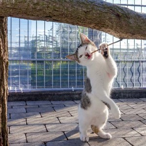 Kater Lino / © 2015 Arche KaNaum (NH) Kater Lino / © 2015 Arche KaNaum (NH)