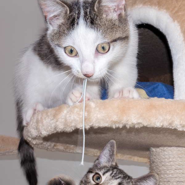 Kater Lino (o.) mit Kumpel Kater Roland  / © 2015 Arche KaNaum (NH) Kater Lino (o.) mit Kumpel Kater Roland / © 2015 Arche KaNaum (NH)