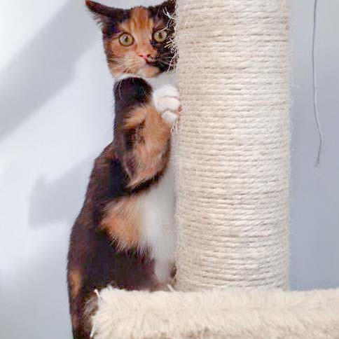 Kätzin Maja / © 2015 Arche KaNaum (DN)