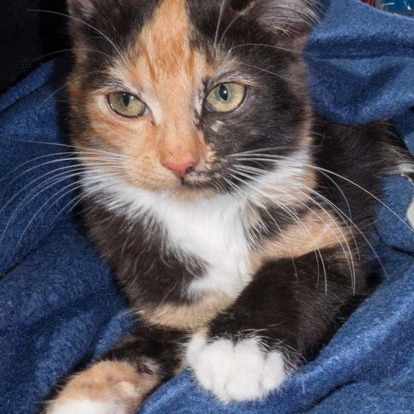 Kätzin Maja / © 2015 Arche KaNaum (NH)