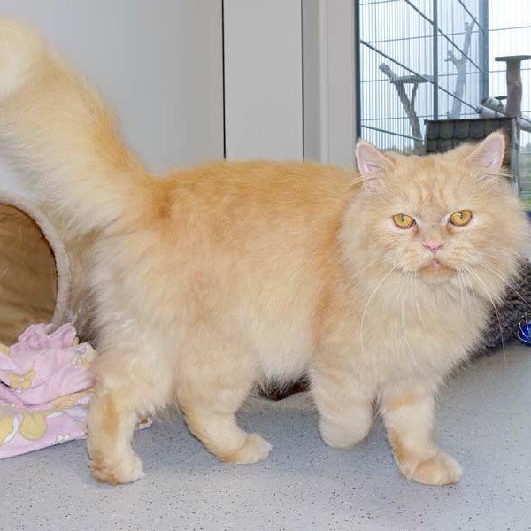 Kater Pascha / © 2015 Arche KaNaum (NH) Kater Pascha / © 2015 Arche KaNaum (NH)