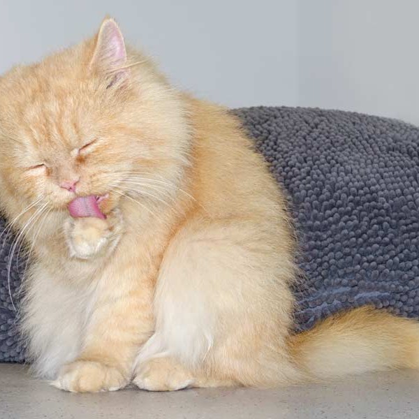 Kater Pascha / © 2015 Arche KaNaum (NH) Kater Pascha / © 2015 Arche KaNaum (NH)