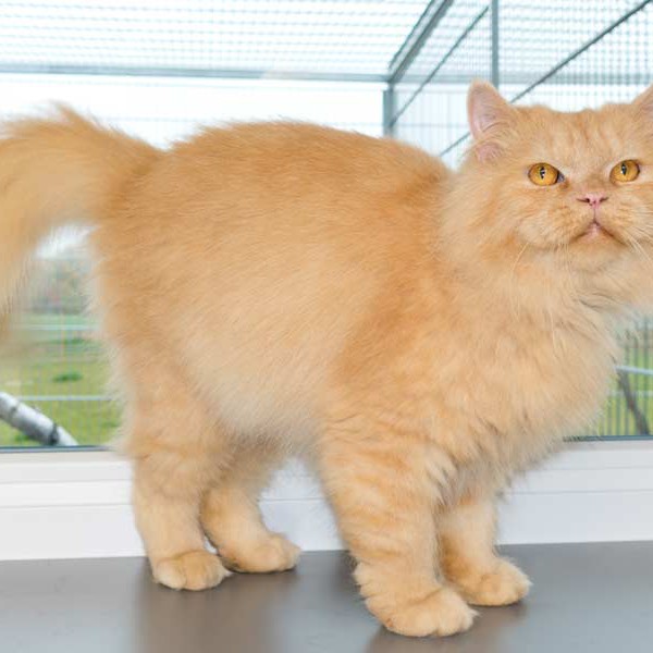 Kater Pascha / © 2015 Arche KaNaum (NH)