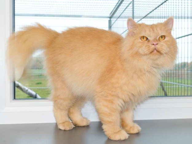 Kater Pascha / © 2015 Arche KaNaum (NH)