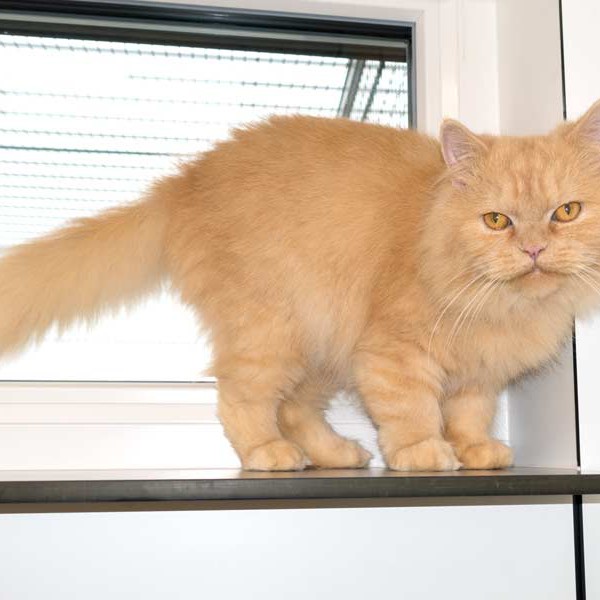 Kater Pascha / © 2015 Arche KaNaum (NH) Kater Pascha / © 2015 Arche KaNaum (NH)