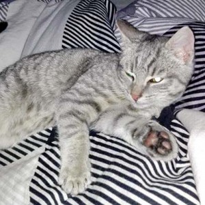 Fundkatze Raum Bad Arolsen  /  © 2015 Privat Fundkatze Raum Bad Arolsen / © 2015 Privat