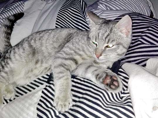 Fundkatze Raum Bad Arolsen / © 2015 Privat