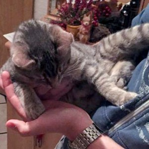 Fundkatze Raum Bad Arolsen  /  © 2015 Privat Fundkatze Raum Bad Arolsen / © 2015 Privat