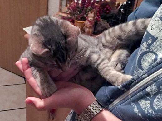 Fundkatze Raum Bad Arolsen / © 2015 Privat