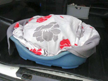 Abschied von unseren Sternentieren / © 2015 Arche KaNaum (AB)