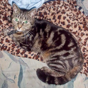 Vermisst: Kater Sam / © 2015 Privat