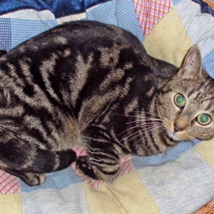 Vermisst: Kater Sam / © 2015 Privat