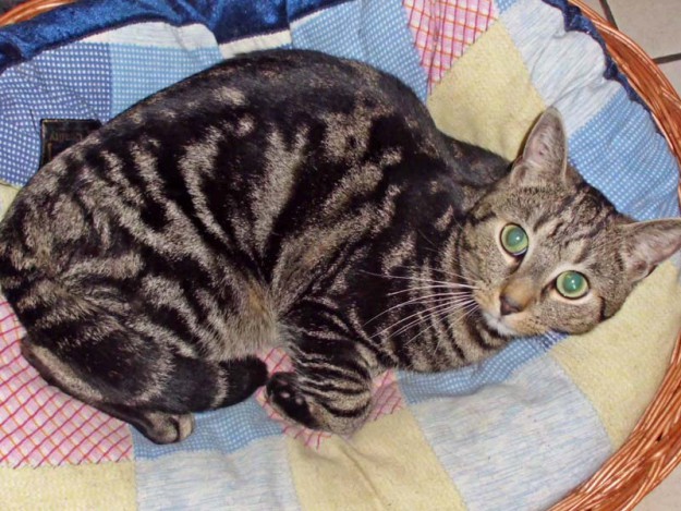 Vermisst: Kater Sam / © 2015 Privat