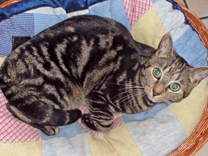 Vermisst: Kater Sam / © 2015 Privat