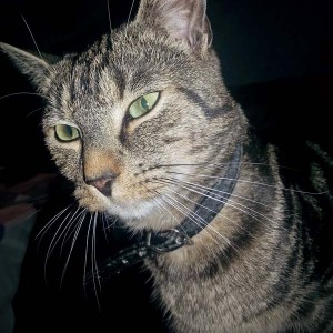 Vermisst: Kater Sam / © 2015 Privat