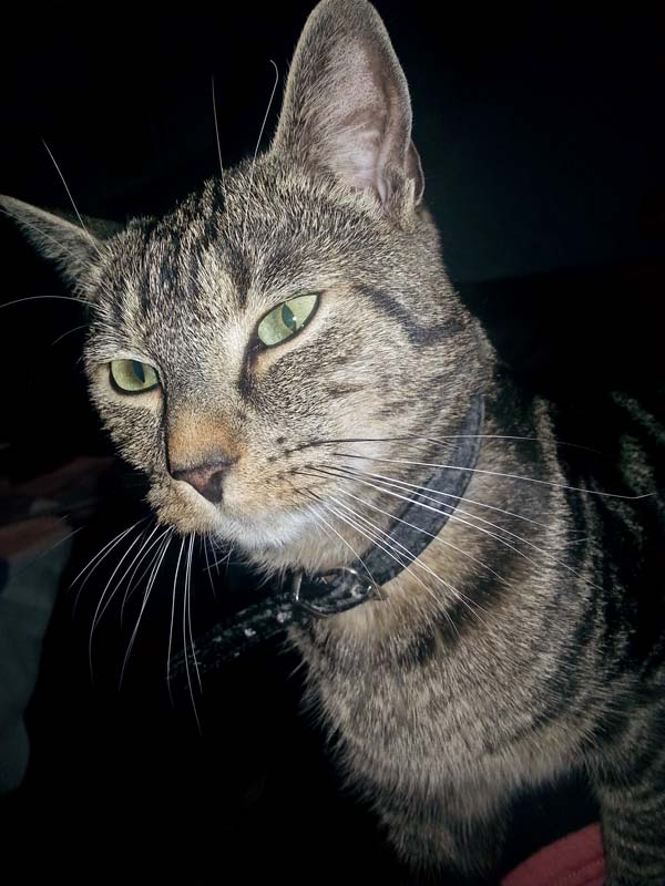 Vermisst: Kater Sam / © 2015 Privat