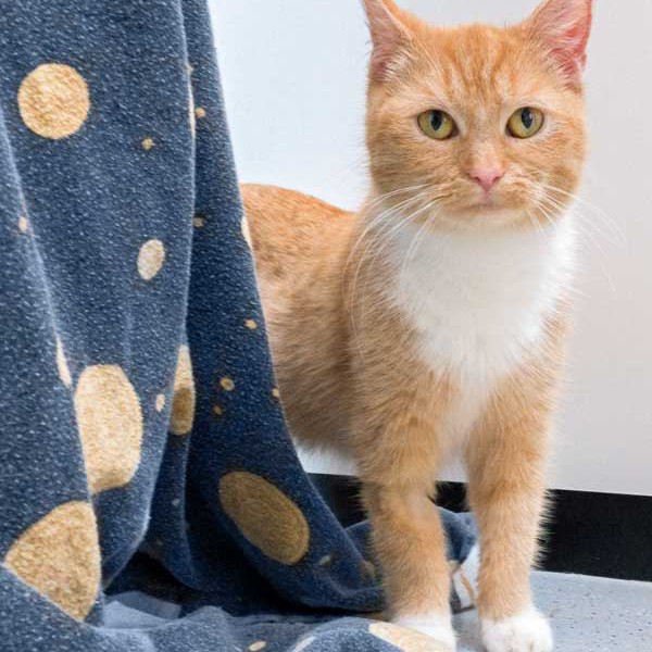 Kätzin Nele  / © 2015 Arche KaNaum (NH) Kätzin Nele / © 2015 Arche KaNaum (NH)