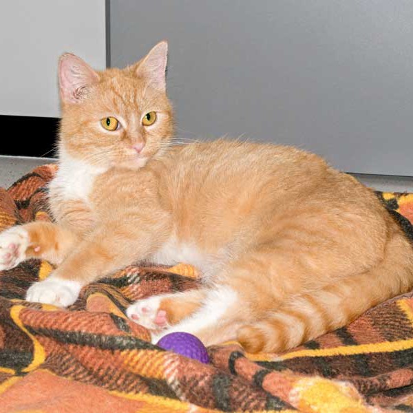 Kätzin Nele  / © 2015 Arche KaNaum (NH) Kätzin Nele / © 2015 Arche KaNaum (NH)